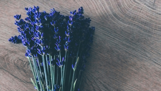 Levandule lékařská